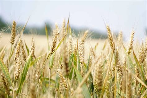 Wheat farming. Things To Know About Wheat farming. 